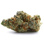 KALI HAZE (🇯🇲 JAMAICAN GENETICS)