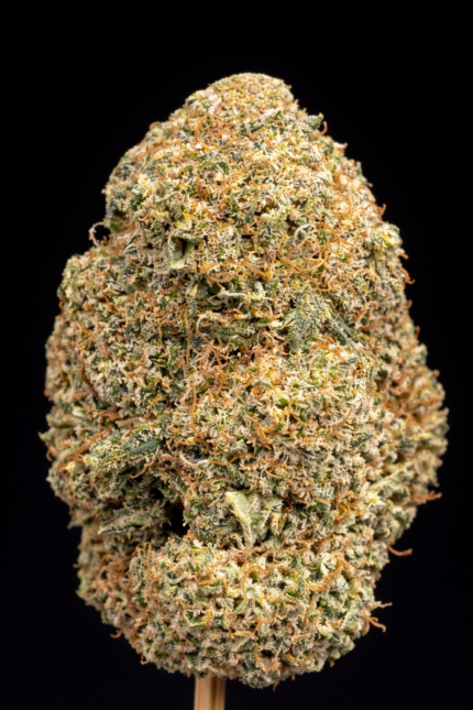 🍦 Ice Cream CBD – 🇺🇸 Origine : Californie | 🏆 Gagnante de la High Life Cup