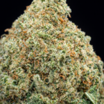 🌱 M.A.C. CBD –🇺🇸 Origine : Californie 🏆 Gagnante de la 420 Hemp Fest 2020