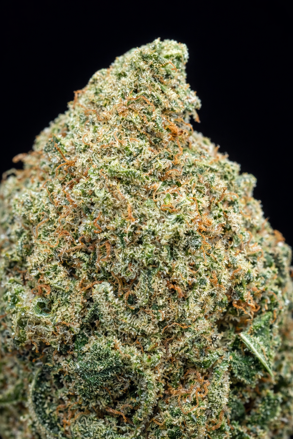 Mac-cbd-hash-lab 🌱 M.A.C. CBD –🇺🇸 Origine : Californie 🏆 Gagnante de la 420 Hemp Fest 2020 – Image 1