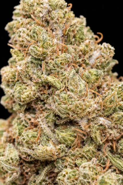 🌿 Amnesia Outdoor – Fleur CBD aux arômes Haze intenses