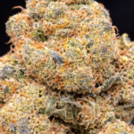 🌿 Amnesia Hydro CBD – Fleur premium cultivée en hydroponie