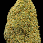 Girl Scout Cookies CBD (GSC) – Plante de Chanvre Sativa L 🍪 | Origine Californie 🇺🇸 (Cali Style)