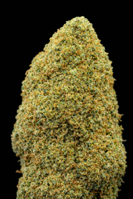 🍪 Girl Scout Cookies CBD – 🇺🇸 Origine Californie