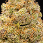 🌿 Northern Light Hydro CBD – Fleur premium cultivée en hydroponie