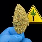 Head Banger CBDX – Fleur Premium aux Arômes d’Agrumes et de Citron 🍋