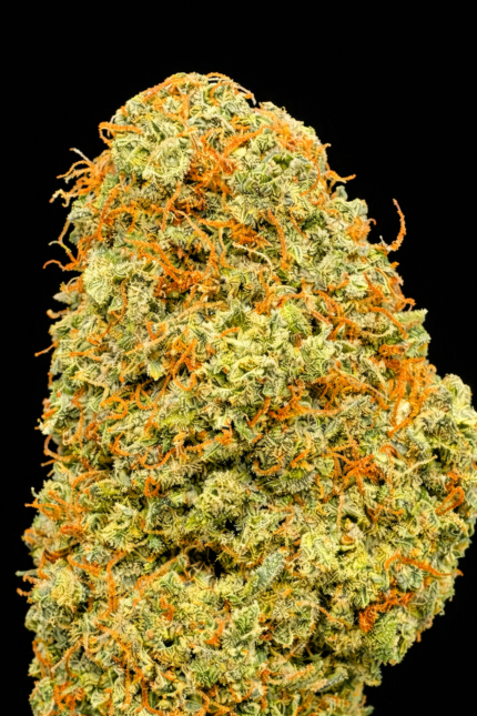 🍊 Orangello Indoor – Fleur CBD Premium aux arômes d’orange